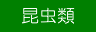 昆虫類